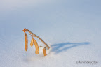 12-20-09_0880