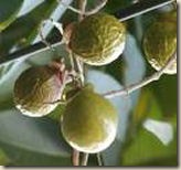 soapnuts
