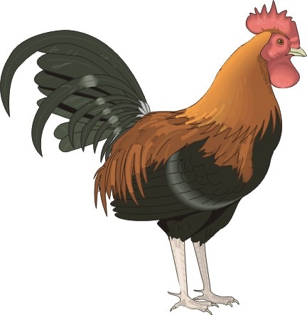 [cock3[5].jpg]