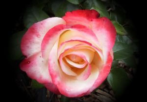 [1134443_rose13.jpg]