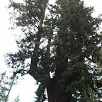 Drive Thru Tree 03.jpg