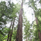 Avenue of the Giants 01.jpg