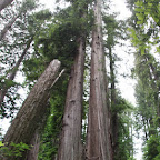 Avenue of the Giants 03.jpg