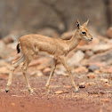Indian gazelle