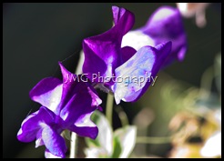 september 079