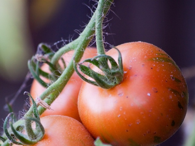 [strawberry 003 (800x596)[2].jpg]