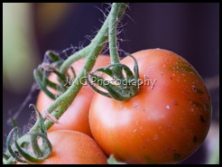 strawberry 003 (800x596)