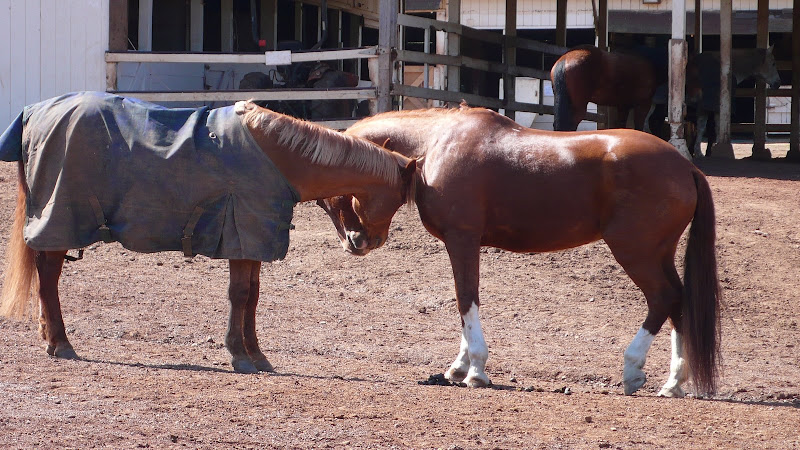 French kissing horses French kissing horses