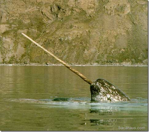 bacanaus-o-que-e-um-narval (1)