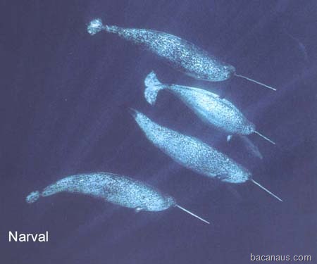 [bacanaus-o-que-e-um-narval (6)[2].jpg]