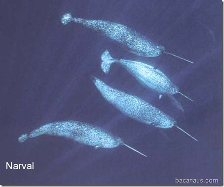 bacanaus-o-que-e-um-narval (6)