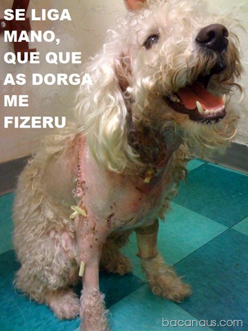 [bacanaus-imagem-do-dia (10)[2].jpg]