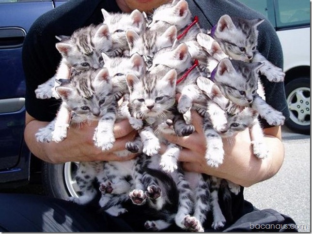 bacanaus-imagem-do-dia (22)