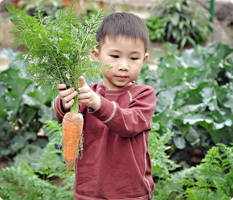 Josh-Carrots Josh-Carrots