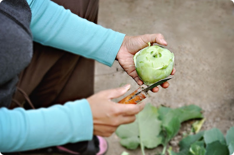 Kohlrabi