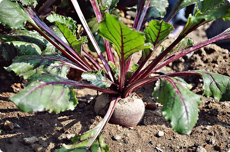 Beet1 Beet1