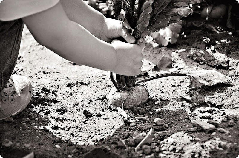 zoe-pulling-beet-bw zoe-pulling-beet-bw