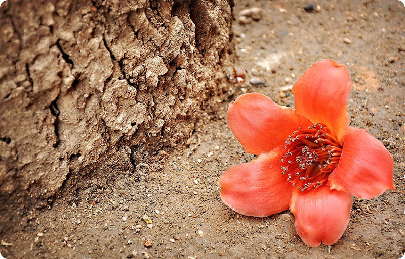 Orange-flower2 Orange-flower2