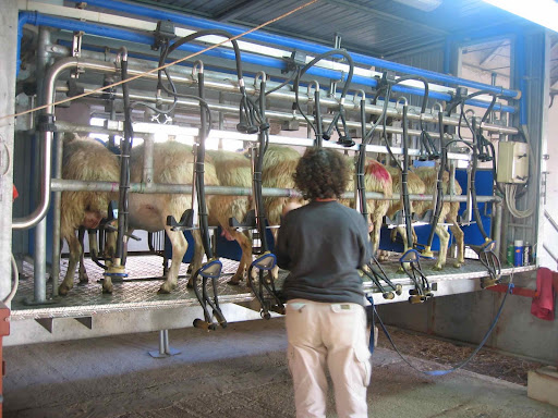 Milking the Sheep, Molise