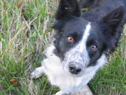Jackie, Molise