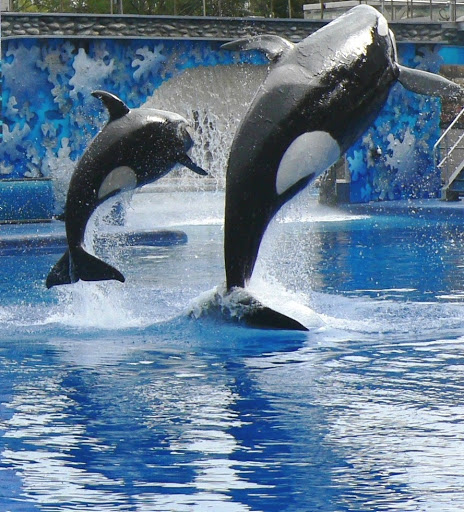 seaworld brass knob
