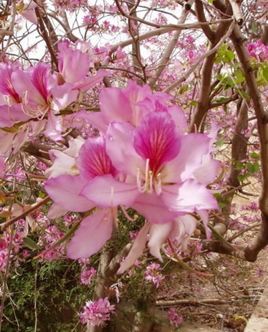 [OrchidTree16.jpg]