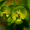 Wood spurge, lechetrezna