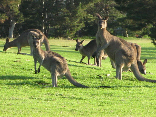Jervis Bay - Grey Kangaroos