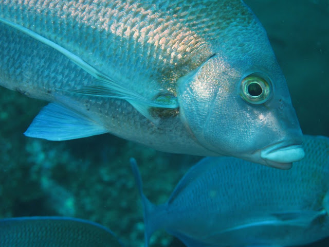 Silver Bream