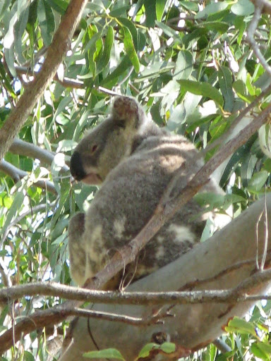 Noosa Heads - Koala