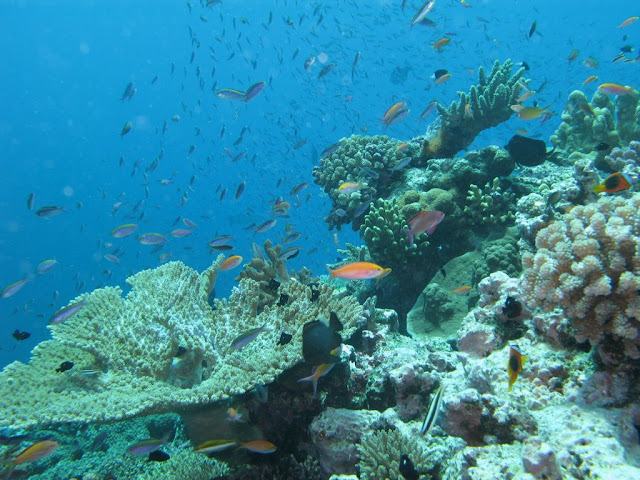 Lifou - diving