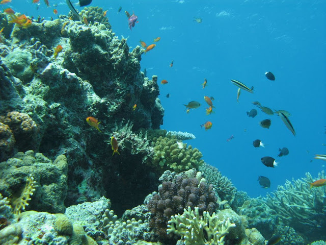 Lifou - diving