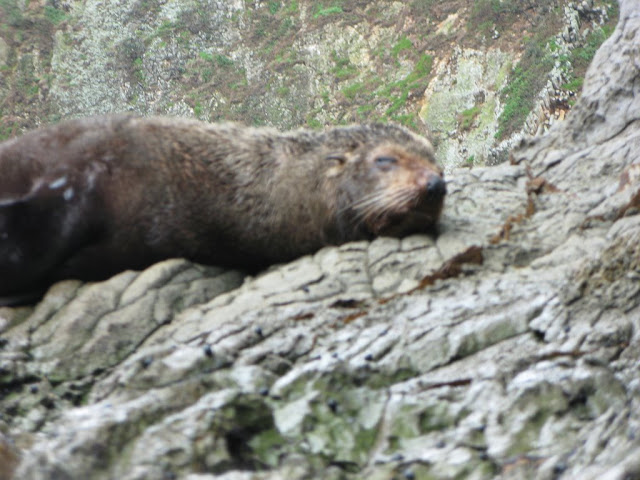 NZ Fur Seal