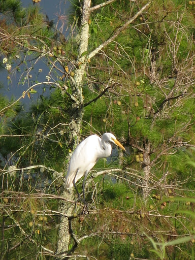 Big Cypress National Preserve - Aigrette