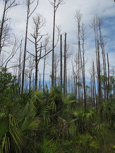 Florida Trail - Big Cypress National Preserve