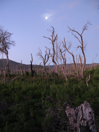 AU - Wilsons Promontory National Park - Telegraph track
