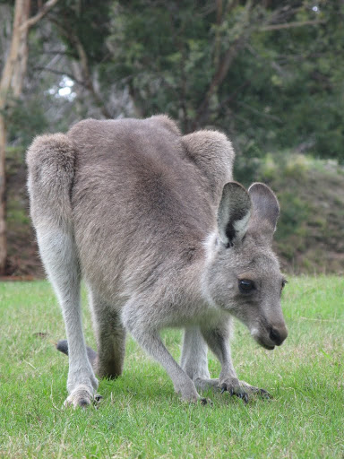 AU - Kosciuszko National Park - Sawpit Creek picnic area - Eastern Grey Kangaroo