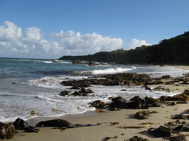 AU - Mallacoota foreshore reserve - Pebbly Beach