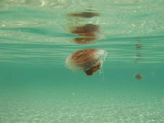 AU - Kangaroo Island - American River Beach a.k.a. Baudin Beach - Jellyfish