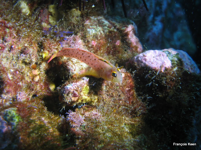 NZ - Triplefin