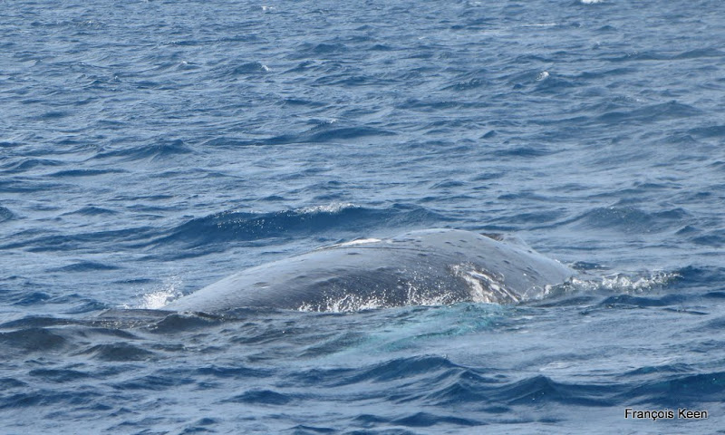 Tonga - Humpback whale - back detail