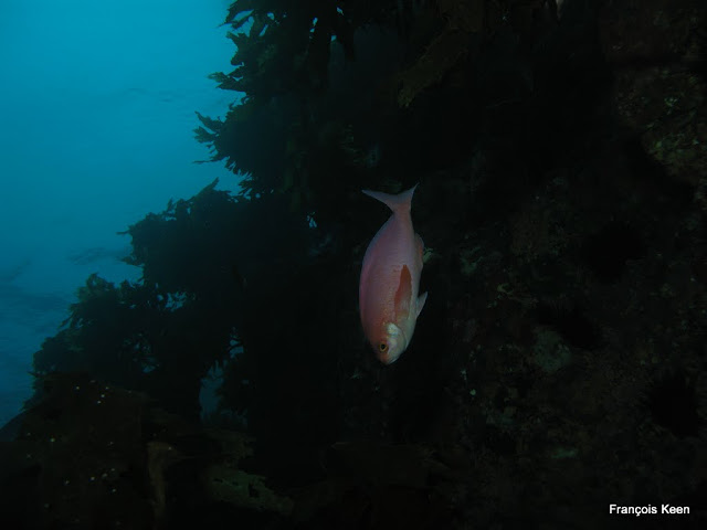 NZ - Poor Knights - Pink Maomao at Landing Bay Pinnacle