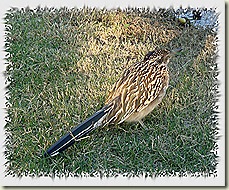female1a