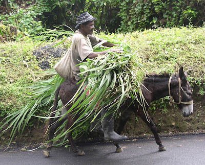Old man riding an ass in Tobago