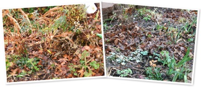 View Fall Garden Cleanup