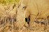 DSC_0416.JPG