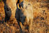 DSC_0441.JPG