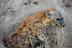 DSC_0476.JPG