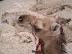 MARAKECH 06 166.jpg