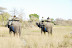 DSC_0347.JPG